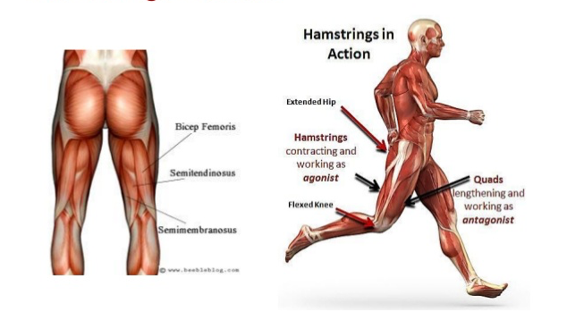 Hamstring перевод. Хамстринг анатомия. Мышцы группы хамстринг. Мышцы хамстринги анатомия.