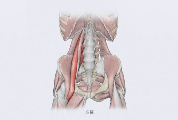 psoas major anatomi, psoas hoftebøjer illustration, psoas fysioterapi sportsklinik, hoftefleksion genoptræning, psoas øvelser fysioterapeut