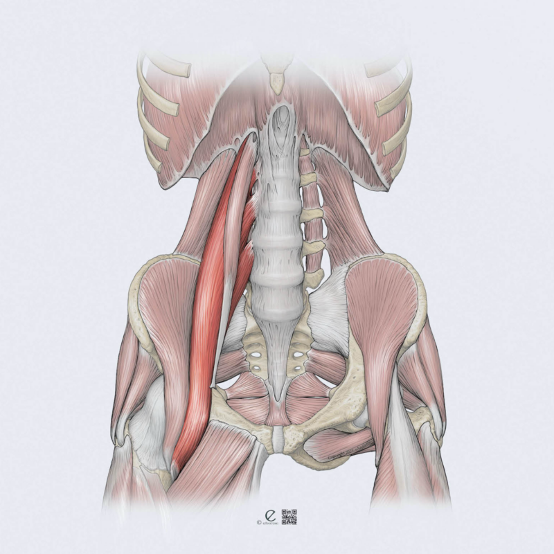 psoas major anatomi, psoas hoftebøjer illustration, psoas fysioterapi sportsklinik, hoftefleksion genoptræning, psoas øvelser fysioterapeut