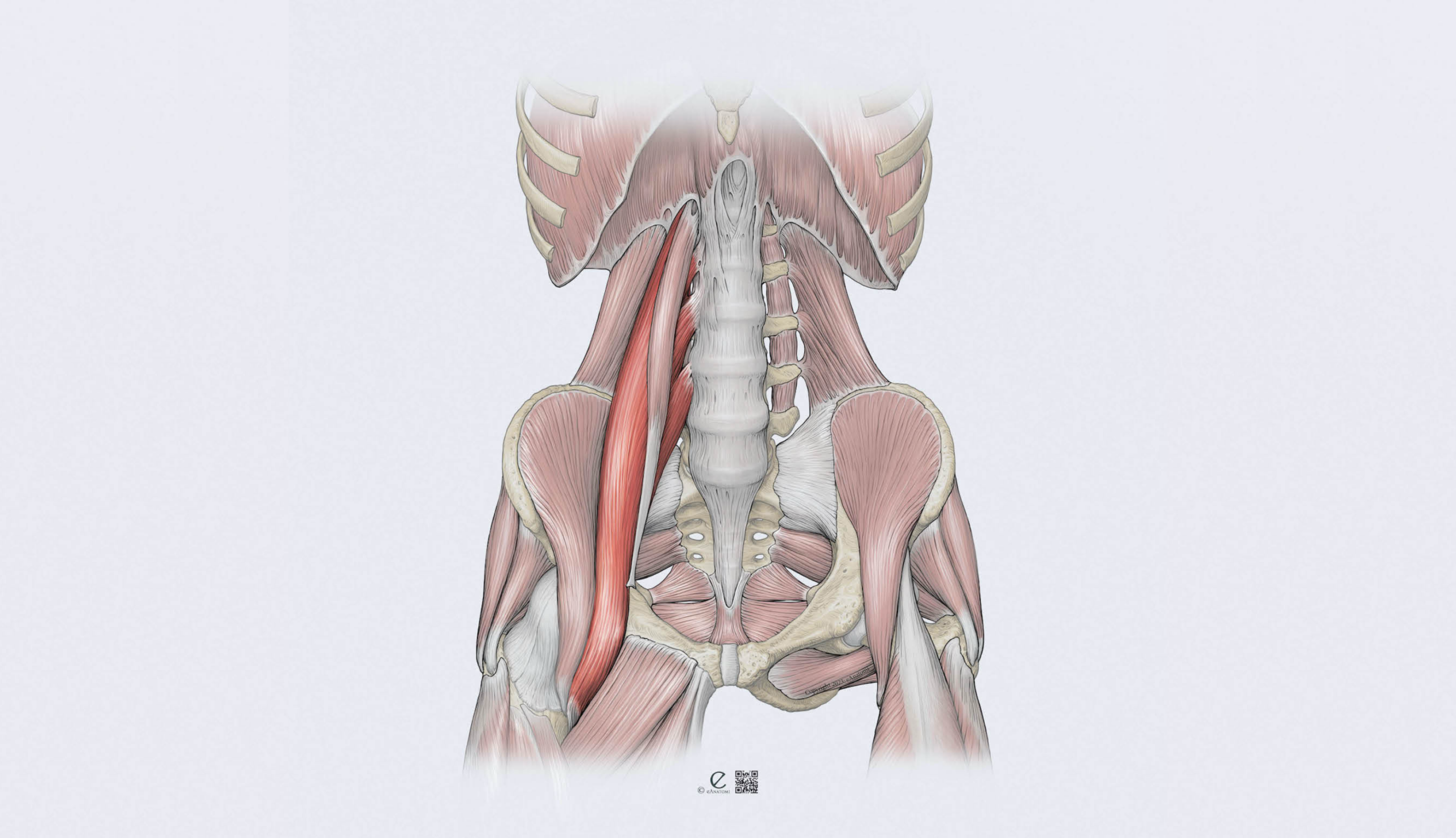 psoas major anatomi, psoas hoftebøjer illustration, psoas fysioterapi sportsklinik, hoftefleksion genoptræning, psoas øvelser fysioterapeut