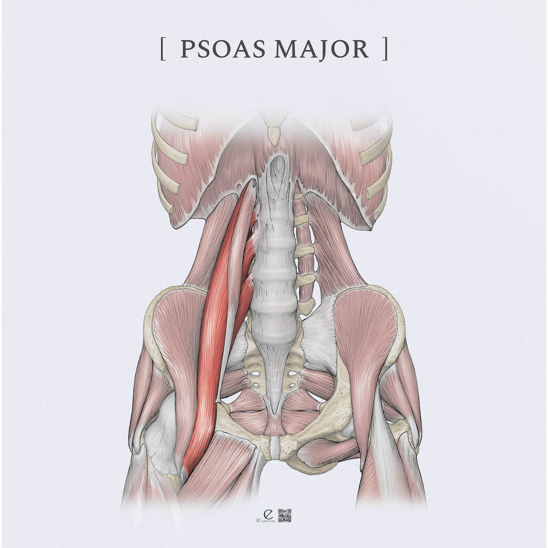 psoas major anatomi, psoas hoftebøjer illustration, psoas fysioterapi sportsklinik, hoftefleksion genoptræning, psoas øvelser fysioterapeut