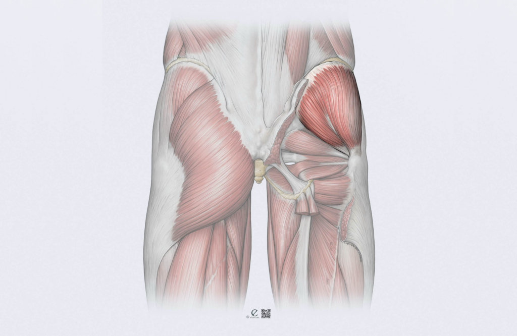 GLUTEMED