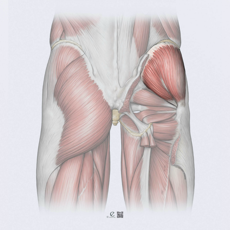 GLUTEMED