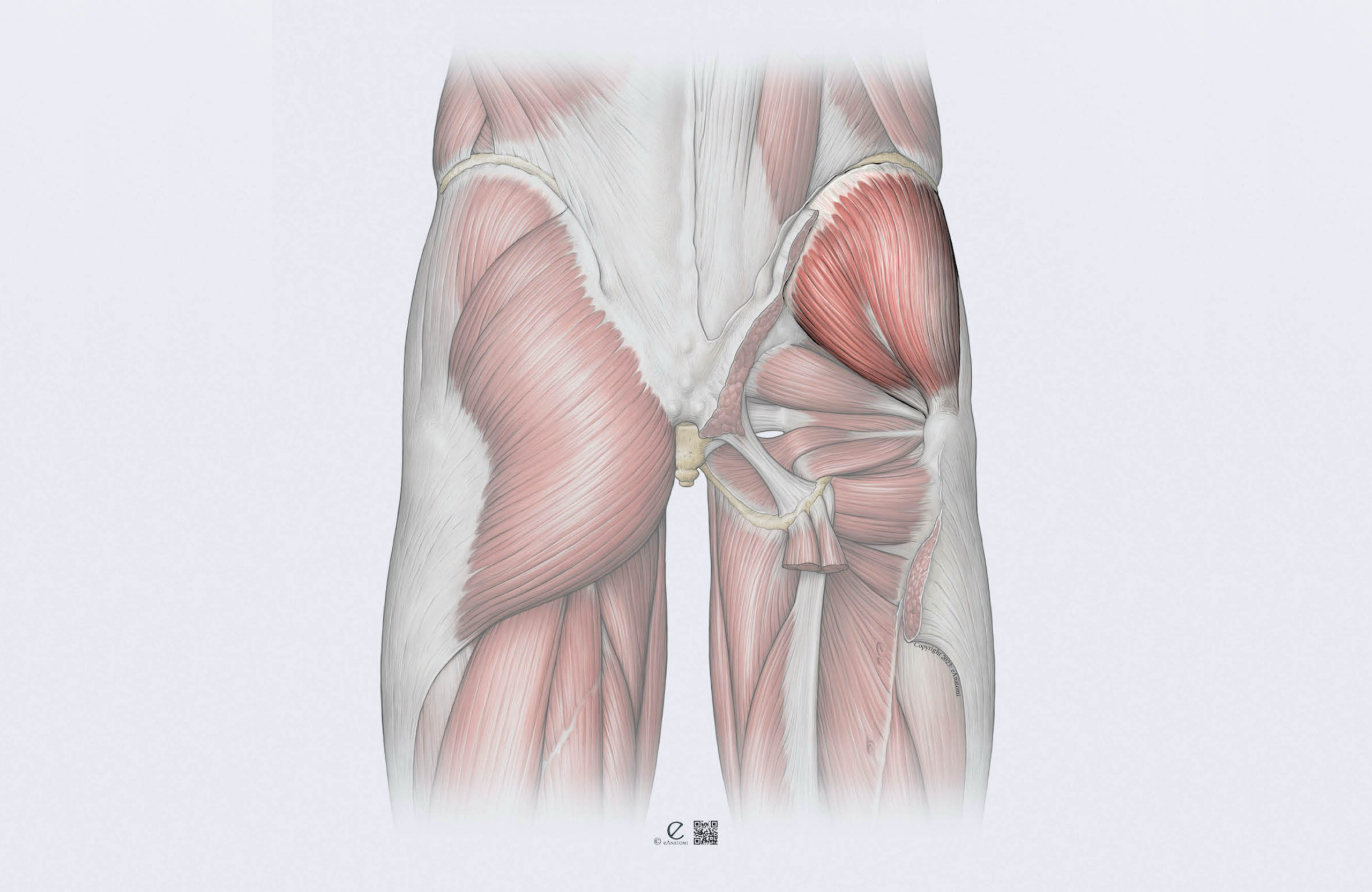 GLUTEMED