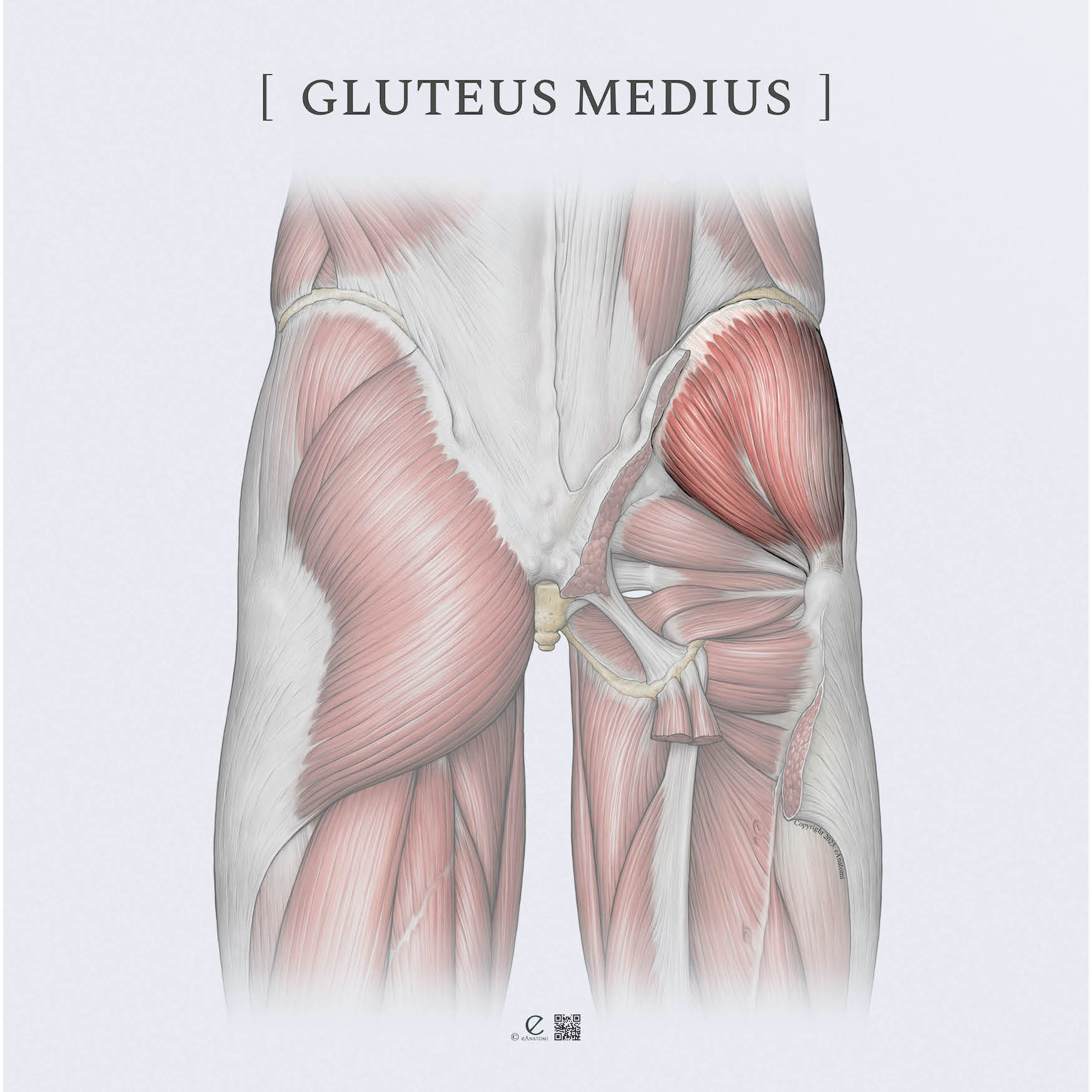 Gluteus Medius MYO